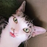 キキ