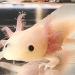 モトムラ